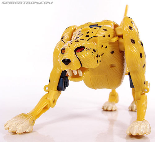 r_cheetor053