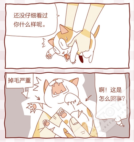 家有萌喵多多钱